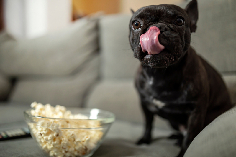 Enseña a tu perro a atrapar con palomitas | Shutterstock Photo by charfilmax