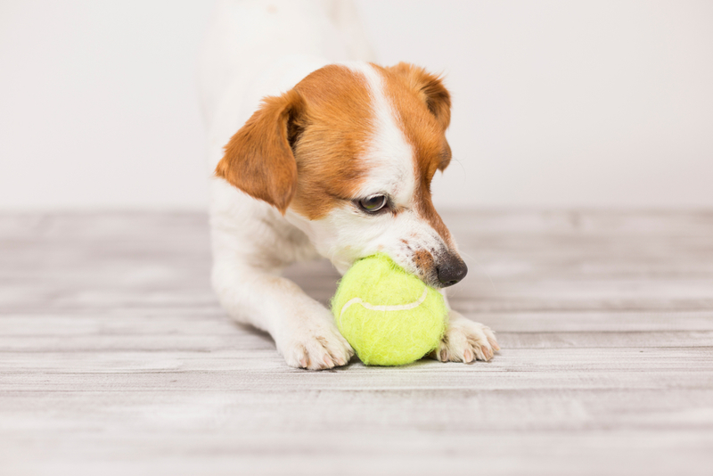 Haz que tus perros sigan contentos mientras se comen sus premios | Shutterstock Photo by eva_blanco