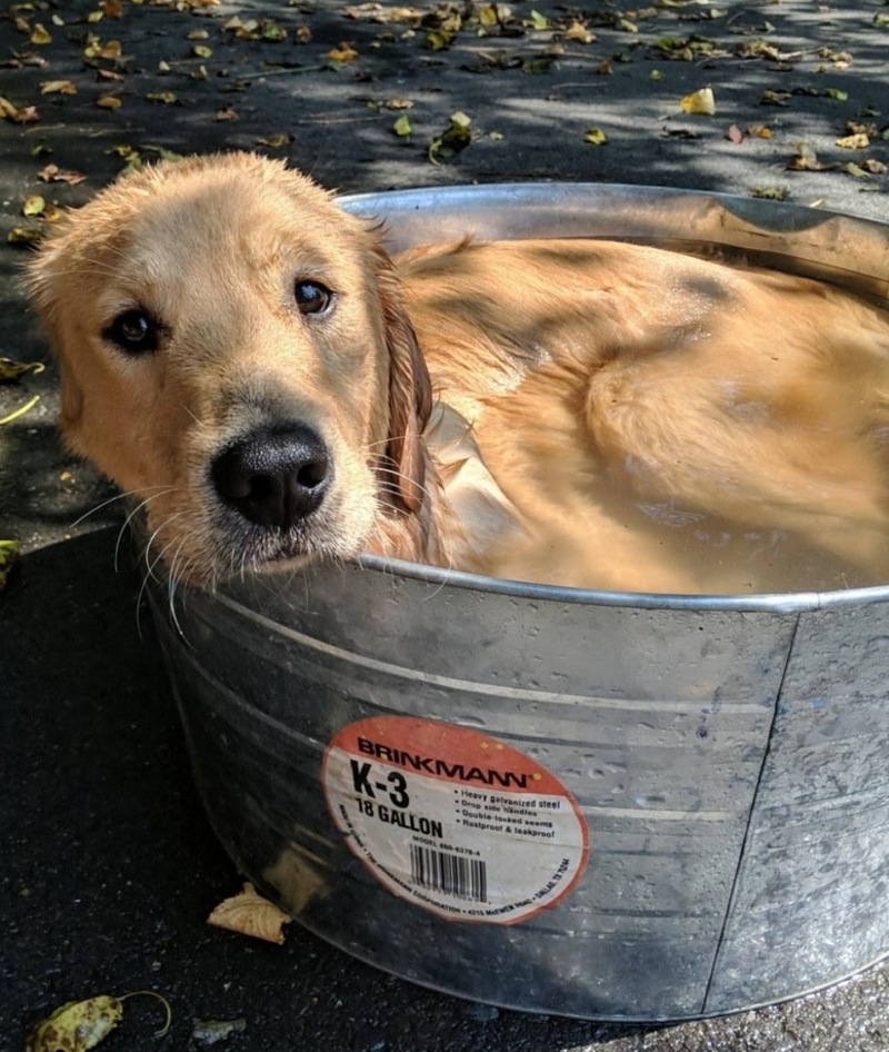 Es hora de enseñar a los perros a nadar | Reddit.com/TimTheToolMann