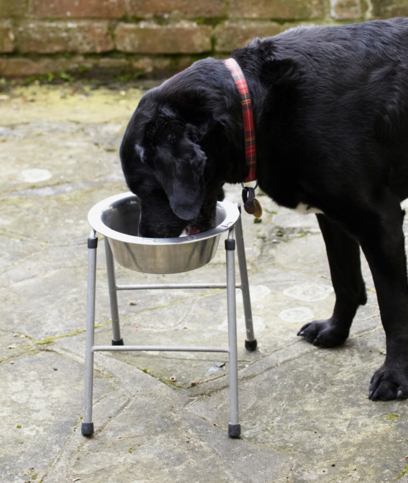 Ayuda a perros más mayores a comer sin dolor | Alamy Stock Photo by Dorling Kindersley ltd