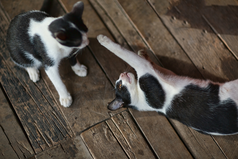 Valora la idea de tener dos gatos | Shutterstock Photo by WichitS