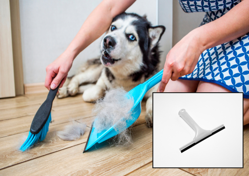 Limpia el pelo de mascota con más facilidad | Shutterstock Photo by Andrii Spy_k & macro videography