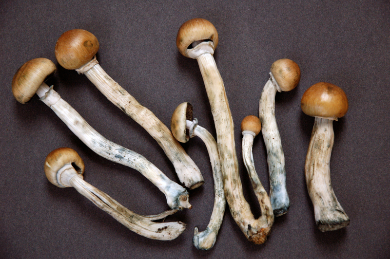 They Were Master Collectors of Many Kinds of Psychedelic Mushrooms | Alamy Stock Photo by Janine Wiedel Photolibrary 