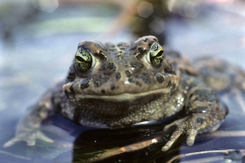 The Mayans Hunted Toads For Psychedelic Uses | Getty Images Photo by Gilles MARTIN/Gamma-Rapho