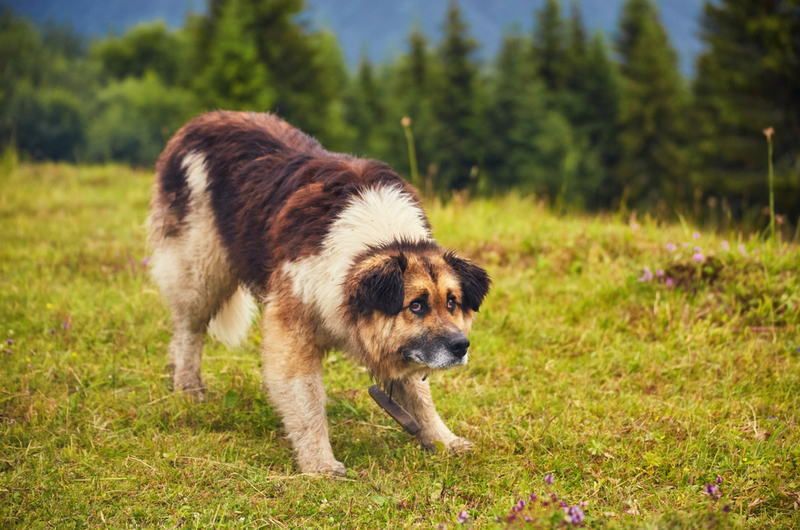49. Romanian Mioritic Shepherd Dog | Shutterstock