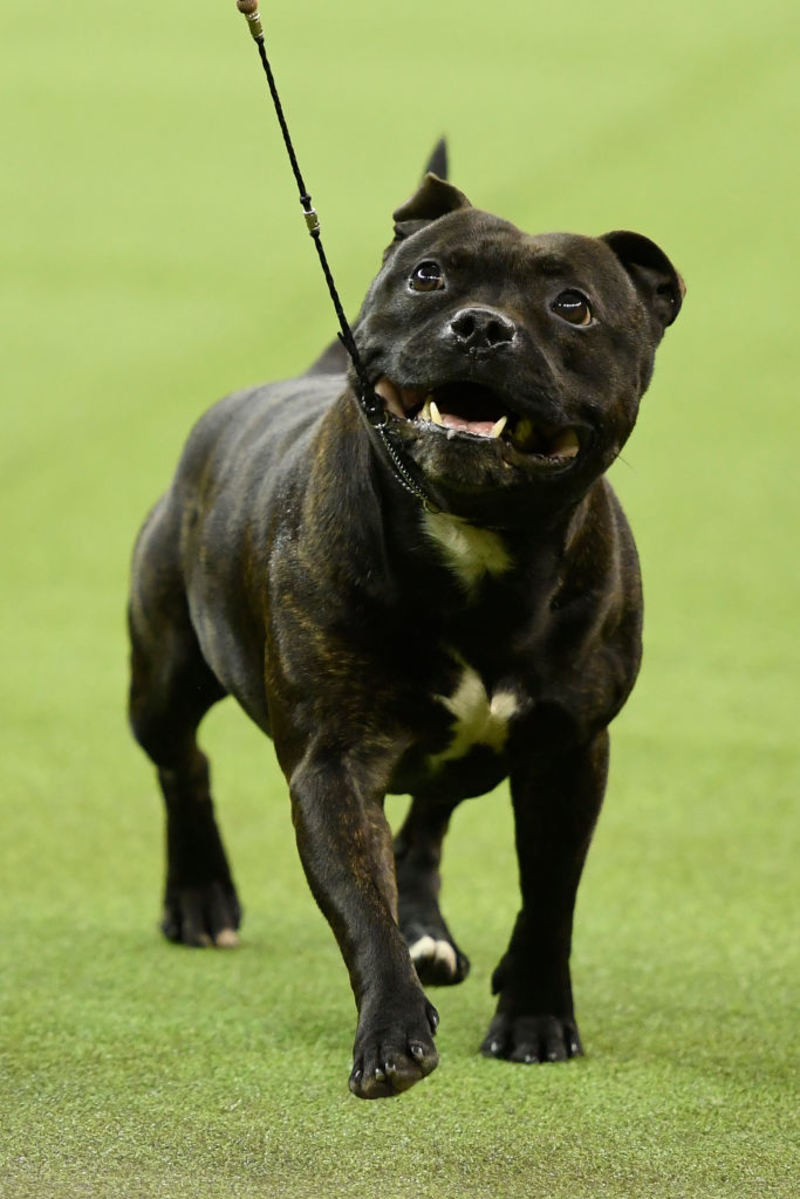30. Staffordshire Bull Terrier | Getty Images Photo by Sarah Stier