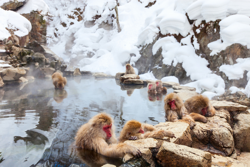Visit the Snow Monkeys at Jigokudani Park | Shutterstock