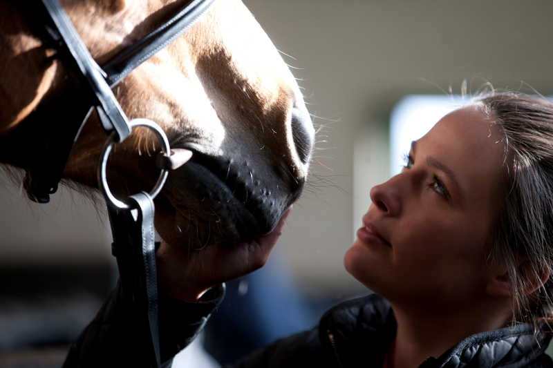 Horse Hormones | Alamy Stock Photo by Mode Images