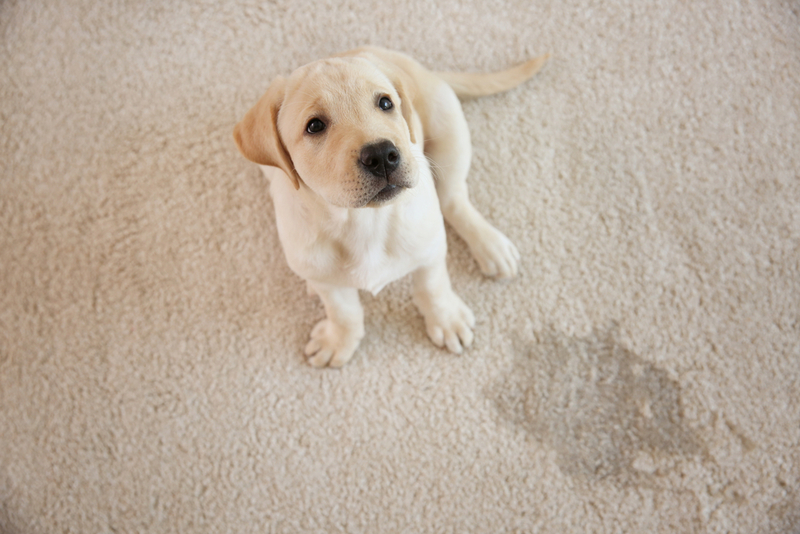 Treat Pet Stains | Shutterstock Photo by Africa Studio