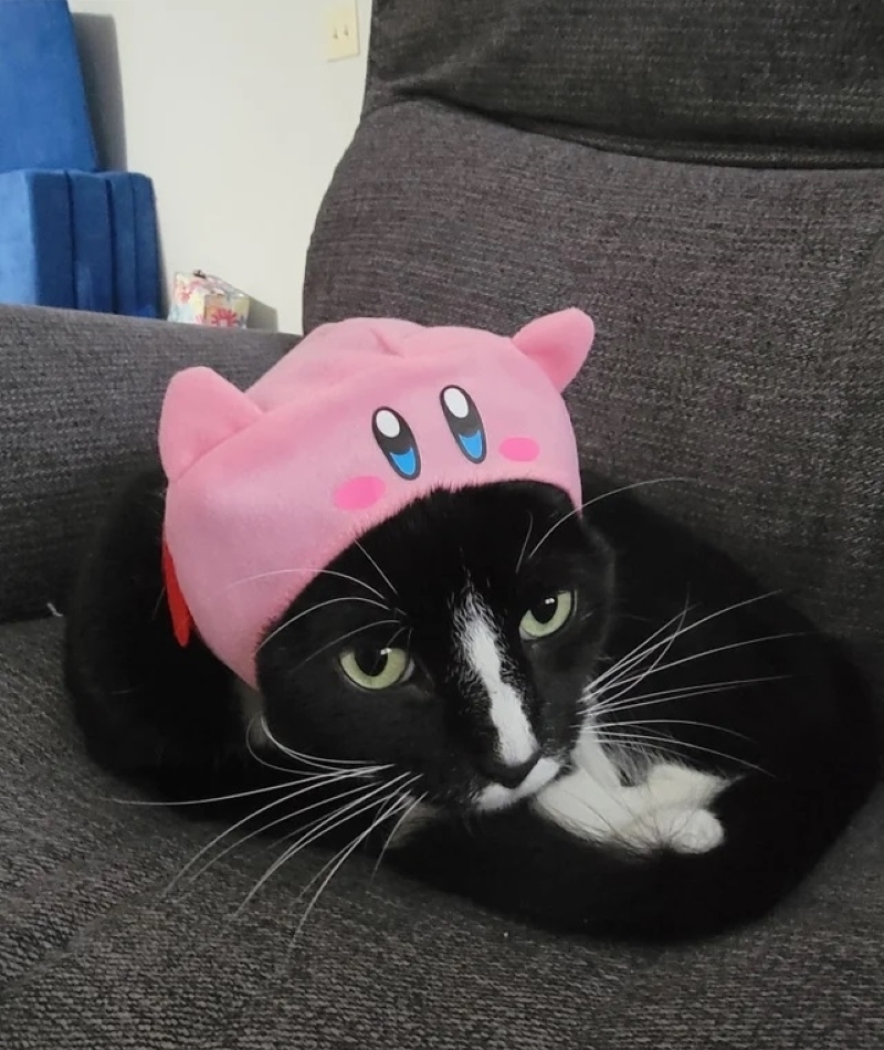 The Cat in the Hat | Reddit.com/ooSUPLEX8oo