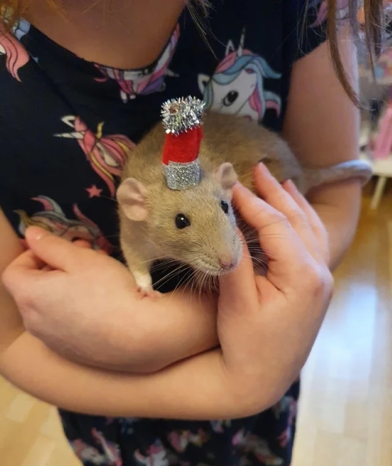 This Rat Is Ready to Party! | Reddit.com/QueenYamma