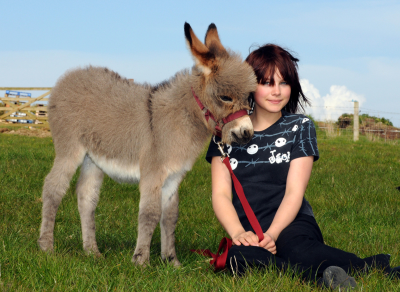 Mini Donkeys | Alamy Stock Photo by Dorset Media Service