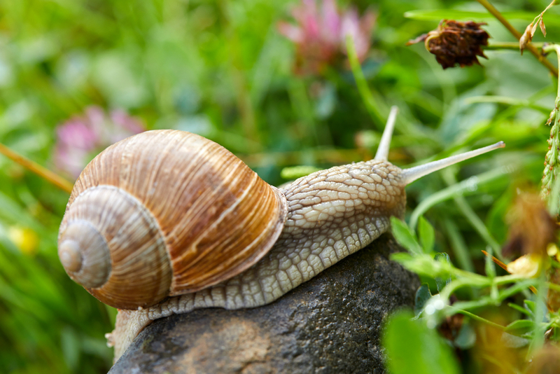 Snails | Shutterstock Photo by allstars