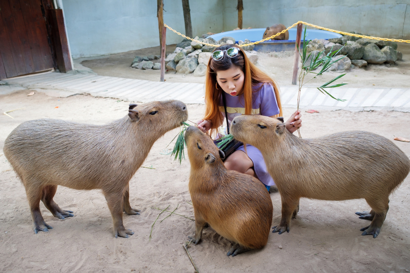 Capybaras | Shutterstock Photo by Noom HH