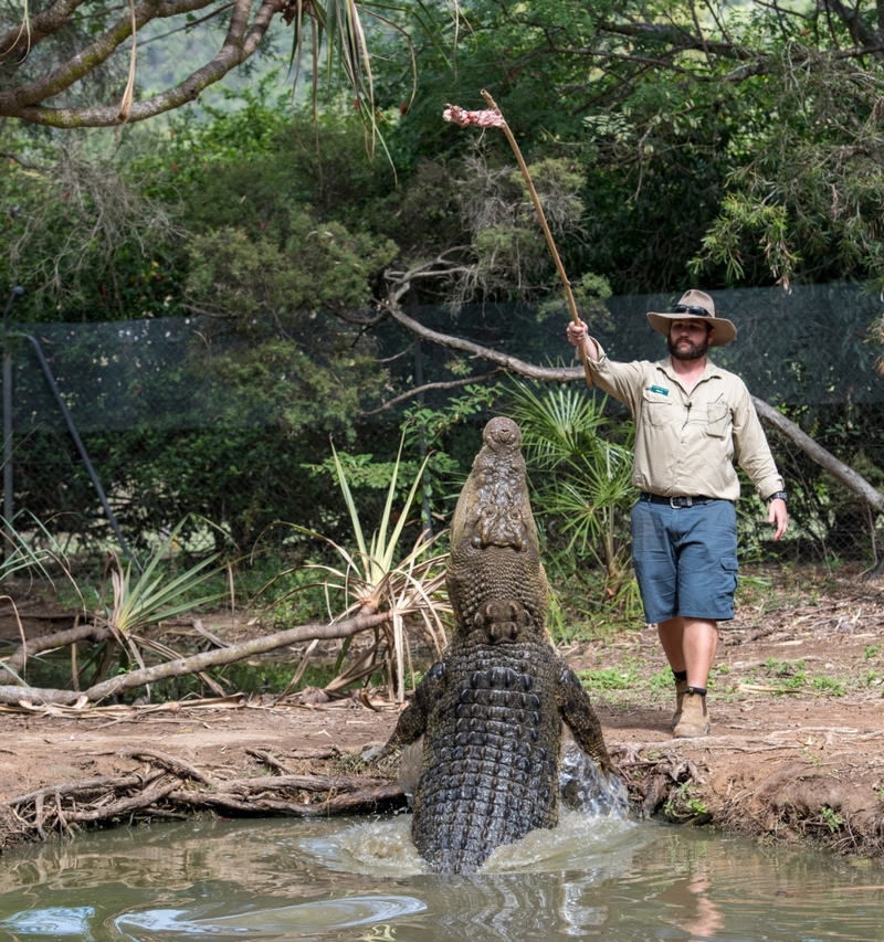 Crocodiles | Shutterstock Photo by Robert Hiette