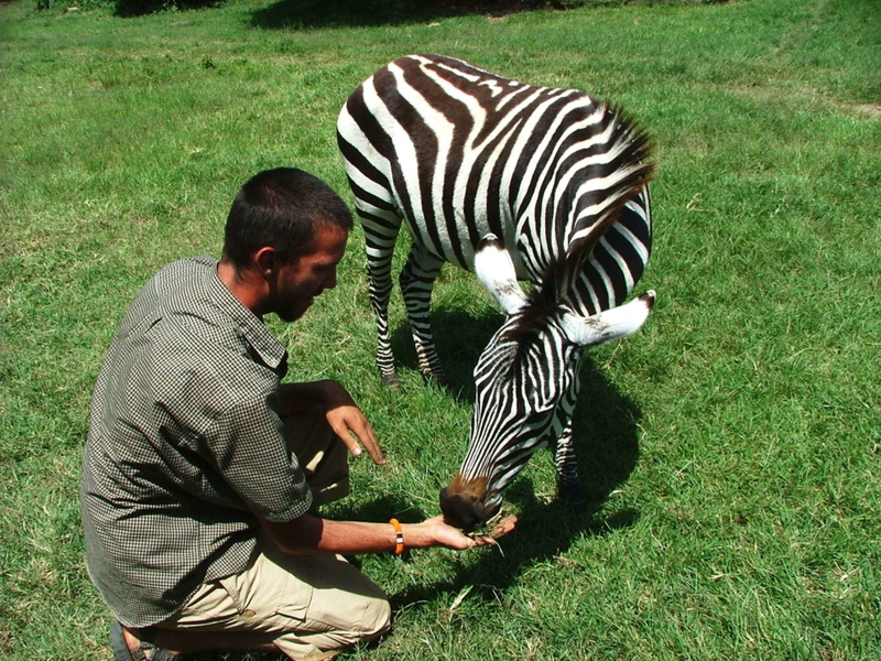 Zebras | Shutterstock Photo by Zachary Garber