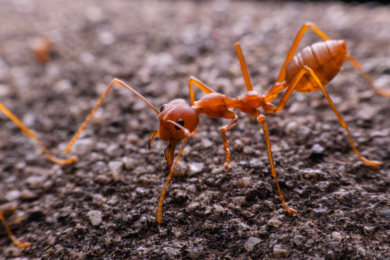 Ants | Shutterstock Photo by Good Shop Background