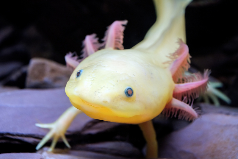 Axolotls | Shutterstock Photo by Ulmus Media