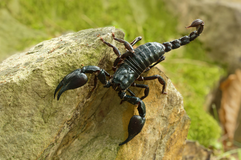 Emperor Scorpion | Shutterstock Photo by Milan Zygmunt