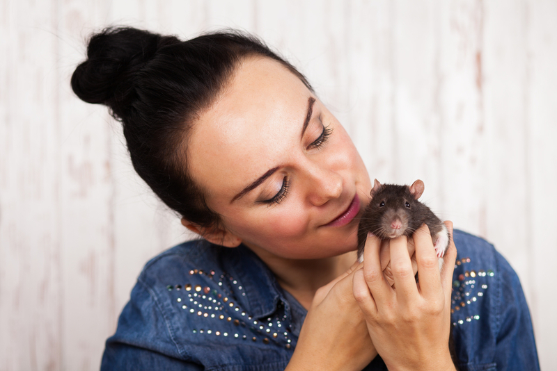 Rats | Shutterstock Photo by George Dolgikh