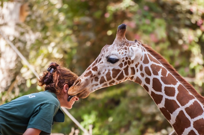 Giraffes | Shutterstock Photo by Roman Yanushevsky