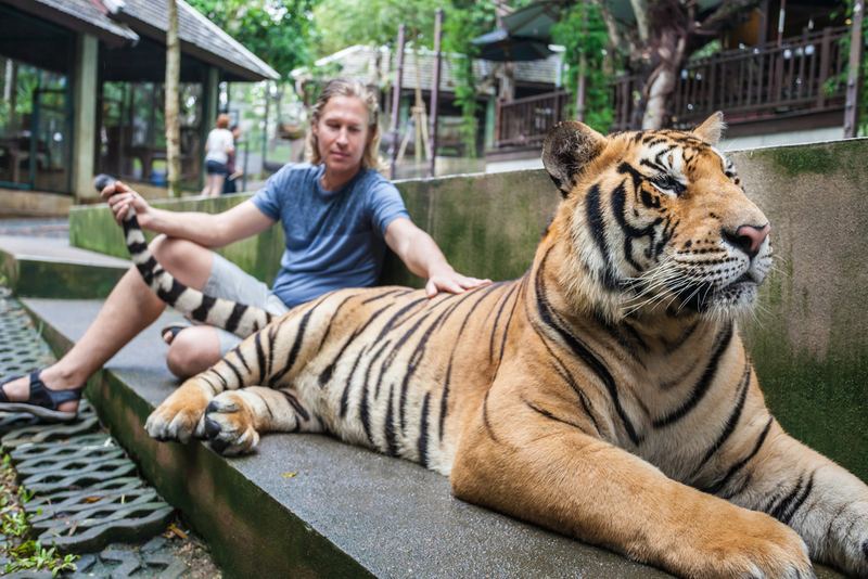 Tigers | Shutterstock Photo by saiko3p