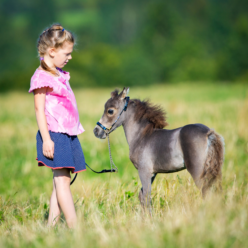 Miniature Horse | Shutterstock Photo by Alexia Khrushchev