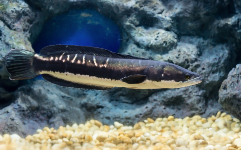 Snakehead Fish | Shutterstock Photo by taratipman