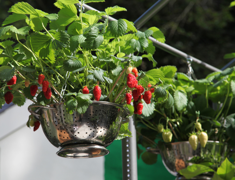 Cultiva verduras en un colador | Alamy Stock Photo by Ros Drinkwater 