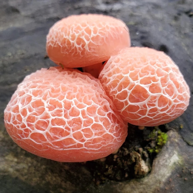 Mini Mushroom Mazes | Reddit.com/freshcap