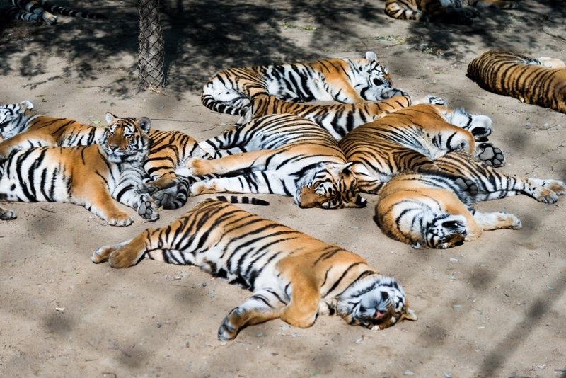 Are Tigers More Affectionate Than House Cats? | Getty Images Photo by baona