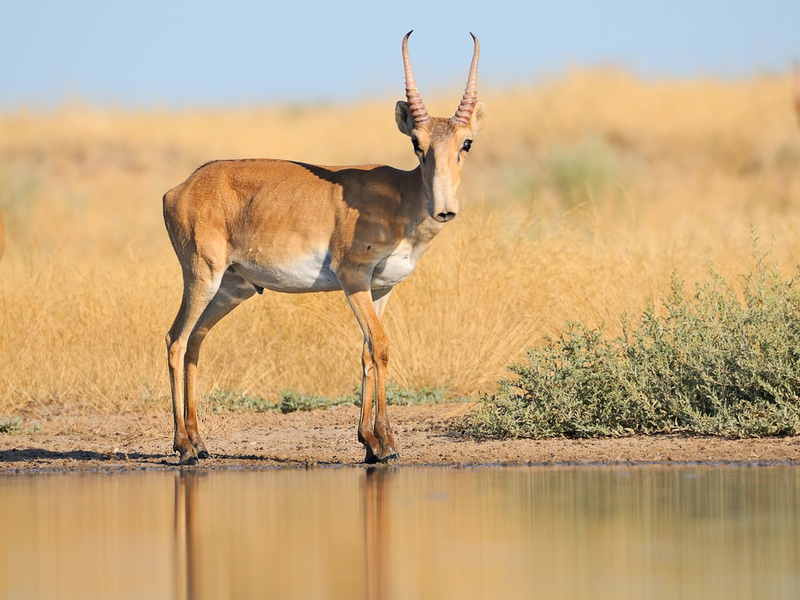 Saiga Antelope | Shutterstock