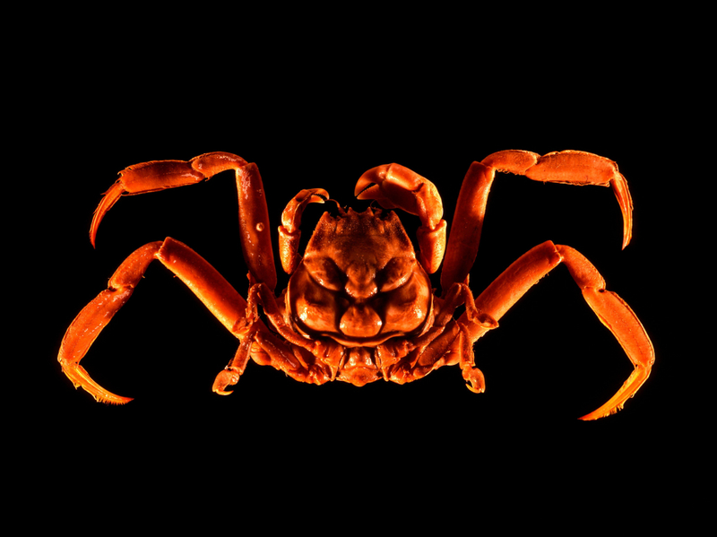 Heikegani Crab | Alamy Stock Photo