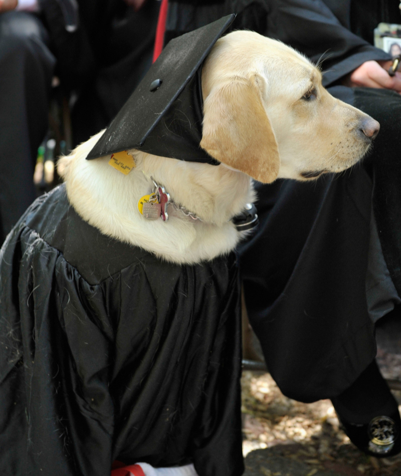 This Golden Retriever Received An Honorary Degree From Johns Hopkins University | Getty Images Photo by Paul Marotta