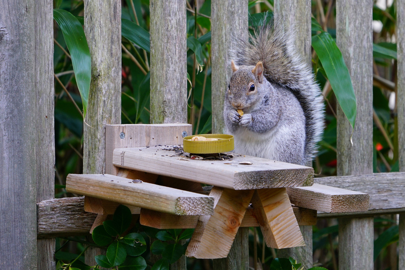 Squirrel Feeder | Shutterstock