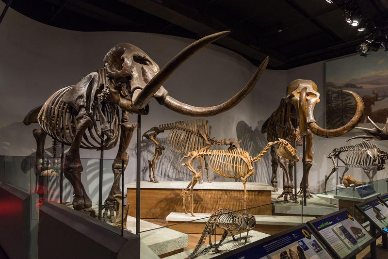 Mammoths and Mastodons | Alamy Stock Photo