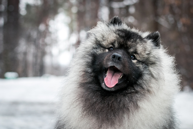 Keeshond | Shutterstock Photo by Eve Photography