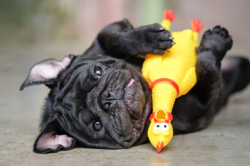 Pet Toys | Ezzolo/Shutterstock