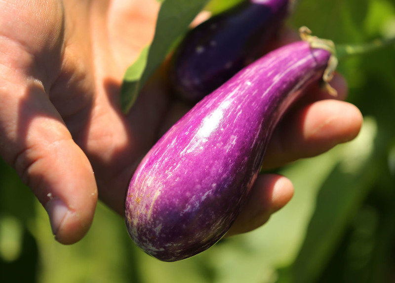 Treat Eggplant With Care | Getty Images Photo by John Tlumacki/The Boston Globe
