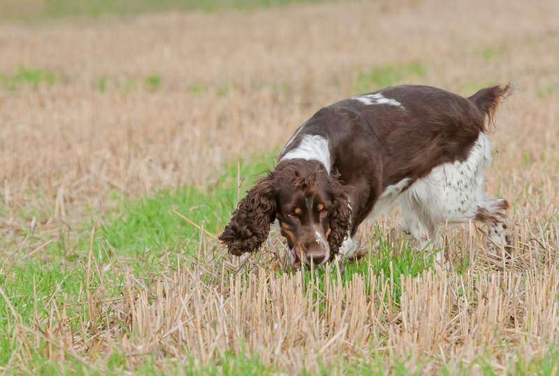 Spaniels Help Track Down England’s Leaky Pipes | Shutterstock