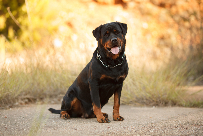 Rottweiler | Shutterstock