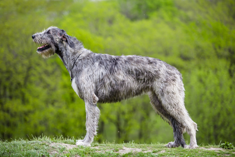 Irish Wolfhound | Shutterstock