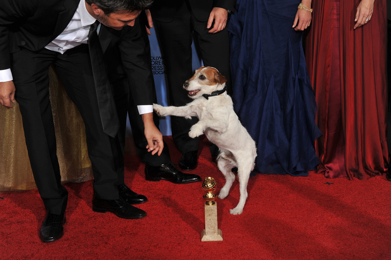 A Jack Russell Became a Hollywood Star | Shutterstock