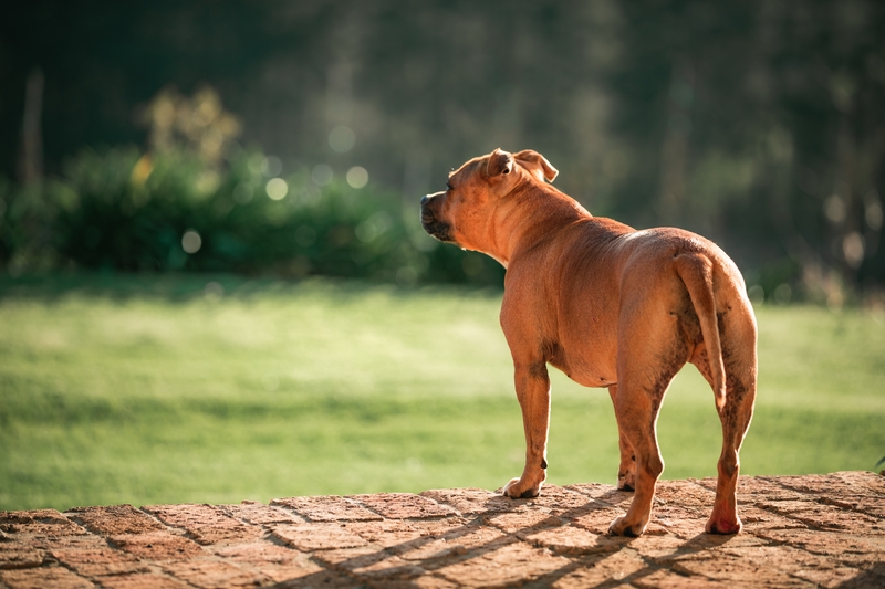 The Dog Was Also Missing | Shutterstock