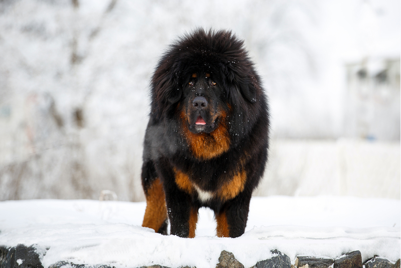 Tibetan Mastiff | Shutterstock