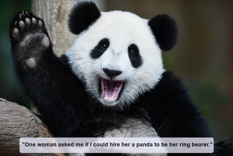 Oso panda | Shutterstock