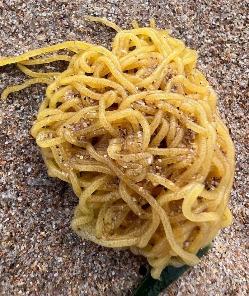 Takeaway Spaghetti | Reddit.com/Spicymungus