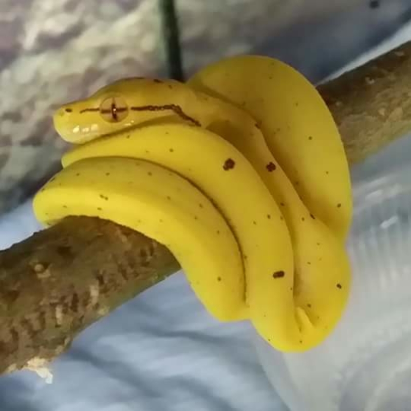 Sneaky Serpent Bananas | Imgur.com/4dfTWc1