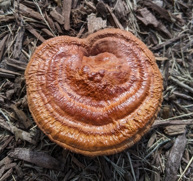 Croissant of the Woods | Reddit.com/FireWithBoxingGloves