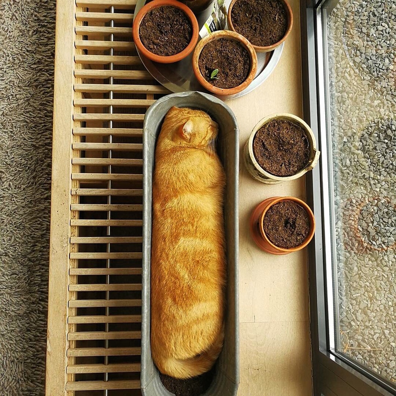 Crispy Cat Bread | Reddit.com/dvntwnsnd